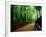 Bamboo Lane, Nishiyama, Kyoto, Japan-null-Framed Photographic Print