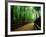 Bamboo Lane, Nishiyama, Kyoto, Japan-null-Framed Photographic Print