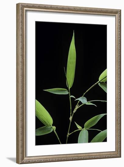 Bamboo Leaf-Paul Starosta-Framed Photographic Print