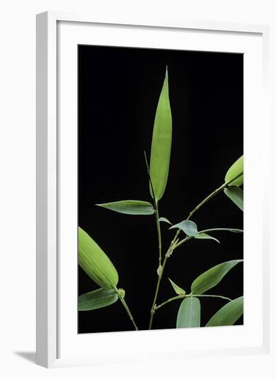 Bamboo Leaf-Paul Starosta-Framed Photographic Print