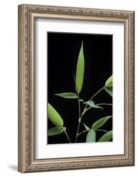 Bamboo Leaf-Paul Starosta-Framed Photographic Print