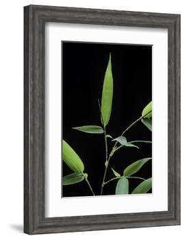 Bamboo Leaf-Paul Starosta-Framed Photographic Print