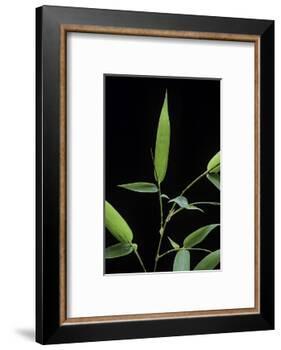 Bamboo Leaf-Paul Starosta-Framed Photographic Print