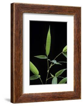 Bamboo Leaf-Paul Starosta-Framed Photographic Print