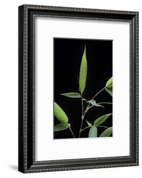 Bamboo Leaf-Paul Starosta-Framed Photographic Print