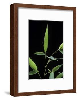 Bamboo Leaf-Paul Starosta-Framed Photographic Print