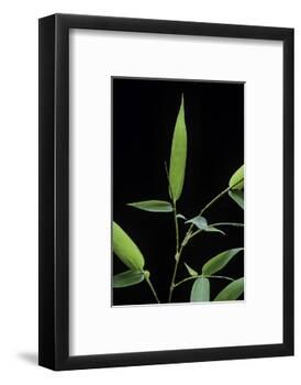 Bamboo Leaf-Paul Starosta-Framed Photographic Print