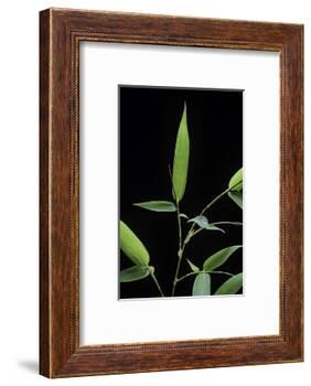 Bamboo Leaf-Paul Starosta-Framed Photographic Print