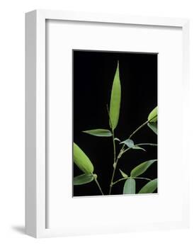 Bamboo Leaf-Paul Starosta-Framed Photographic Print