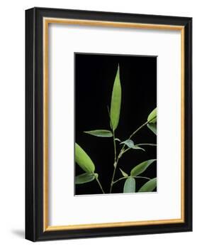 Bamboo Leaf-Paul Starosta-Framed Photographic Print