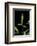 Bamboo Leaf-Paul Starosta-Framed Photographic Print