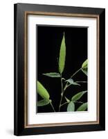 Bamboo Leaf-Paul Starosta-Framed Photographic Print