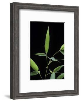 Bamboo Leaf-Paul Starosta-Framed Photographic Print