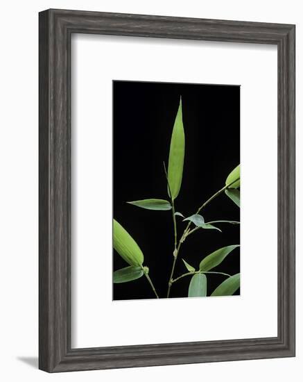 Bamboo Leaf-Paul Starosta-Framed Photographic Print