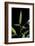 Bamboo Leaf-Paul Starosta-Framed Photographic Print