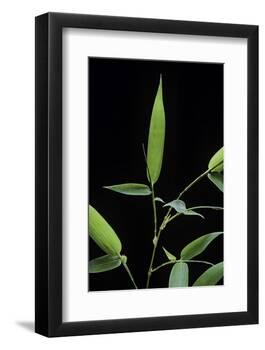 Bamboo Leaf-Paul Starosta-Framed Photographic Print
