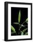 Bamboo Leaf-Paul Starosta-Framed Photographic Print