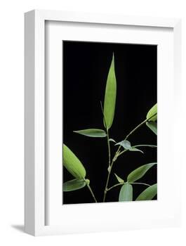 Bamboo Leaf-Paul Starosta-Framed Photographic Print