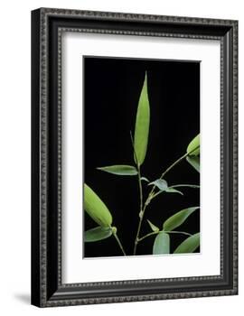 Bamboo Leaf-Paul Starosta-Framed Photographic Print
