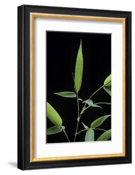 Bamboo Leaf-Paul Starosta-Framed Photographic Print