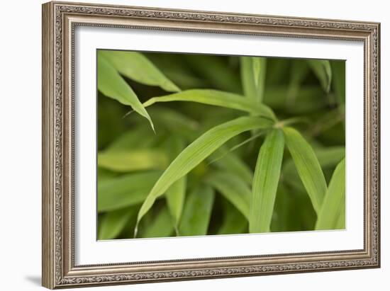 Bamboo Leaves II-Rita Crane-Framed Photographic Print