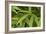 Bamboo Leaves II-Rita Crane-Framed Photographic Print