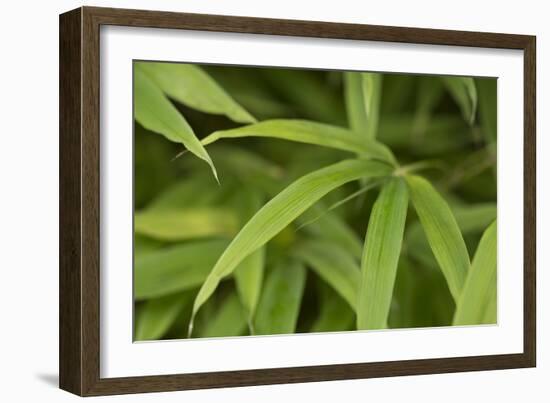 Bamboo Leaves II-Rita Crane-Framed Photographic Print