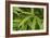 Bamboo Leaves II-Rita Crane-Framed Photographic Print