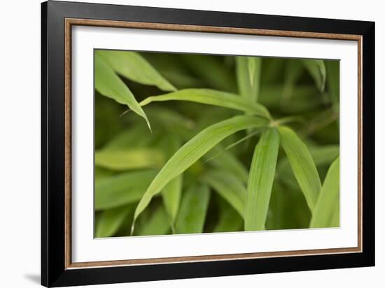 Bamboo Leaves II-Rita Crane-Framed Photographic Print