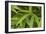 Bamboo Leaves II-Rita Crane-Framed Photographic Print