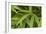Bamboo Leaves II-Rita Crane-Framed Photographic Print