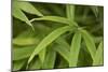 Bamboo Leaves II-Rita Crane-Mounted Photographic Print