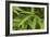 Bamboo Leaves II-Rita Crane-Framed Photographic Print