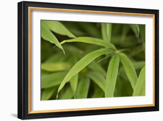 Bamboo Leaves II-Rita Crane-Framed Photographic Print