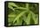 Bamboo Leaves II-Rita Crane-Framed Premier Image Canvas