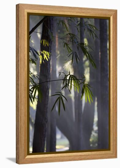 Bamboo Leaves Illuminated in the Sun on a Misty Morning-Alex Saberi-Framed Premier Image Canvas