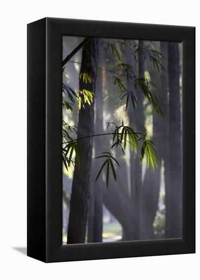 Bamboo Leaves Illuminated in the Sun on a Misty Morning-Alex Saberi-Framed Premier Image Canvas