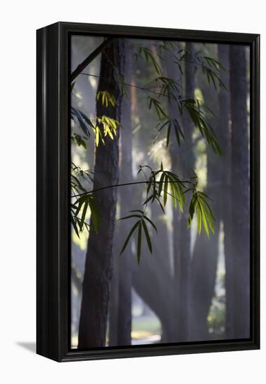 Bamboo Leaves Illuminated in the Sun on a Misty Morning-Alex Saberi-Framed Premier Image Canvas