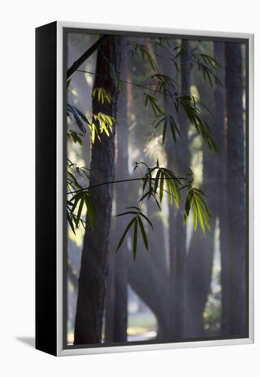 Bamboo Leaves Illuminated in the Sun on a Misty Morning-Alex Saberi-Framed Premier Image Canvas