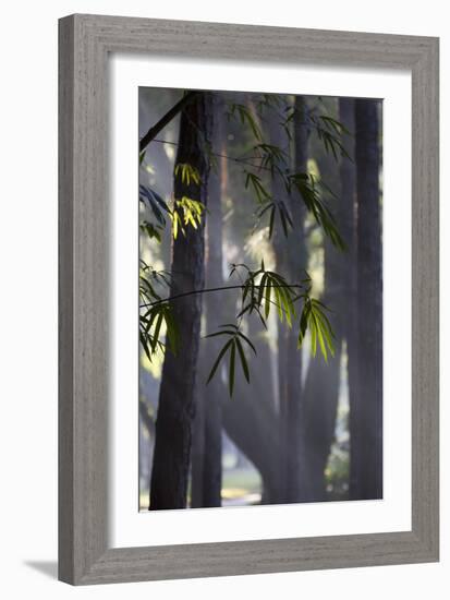 Bamboo Leaves Illuminated in the Sun on a Misty Morning-Alex Saberi-Framed Photographic Print