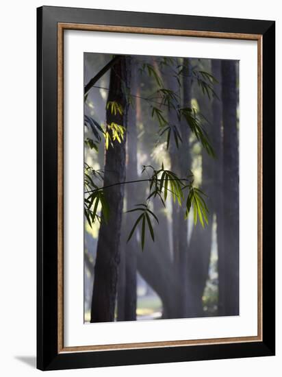 Bamboo Leaves Illuminated in the Sun on a Misty Morning-Alex Saberi-Framed Photographic Print