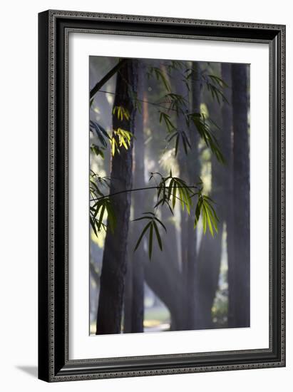 Bamboo Leaves Illuminated in the Sun on a Misty Morning-Alex Saberi-Framed Photographic Print