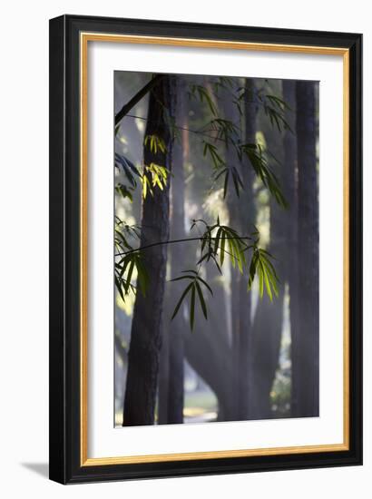 Bamboo Leaves Illuminated in the Sun on a Misty Morning-Alex Saberi-Framed Photographic Print