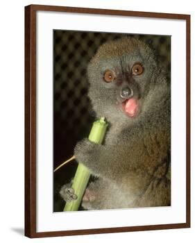 Bamboo Lemur, Feeding on Bamboo-David Haring-Framed Photographic Print