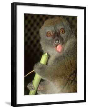 Bamboo Lemur, Feeding on Bamboo-David Haring-Framed Photographic Print