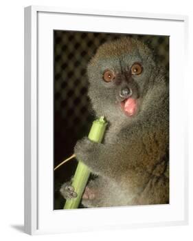 Bamboo Lemur, Feeding on Bamboo-David Haring-Framed Photographic Print