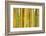 Bamboo occurs in the Zhejiang Province of China-Edwin Giesbers-Framed Photographic Print