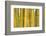 Bamboo occurs in the Zhejiang Province of China-Edwin Giesbers-Framed Photographic Print