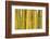 Bamboo occurs in the Zhejiang Province of China-Edwin Giesbers-Framed Photographic Print