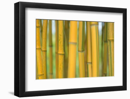 Bamboo occurs in the Zhejiang Province of China-Edwin Giesbers-Framed Photographic Print